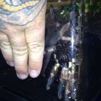 P.regalis