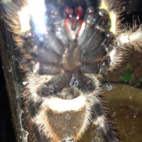 P.regalis