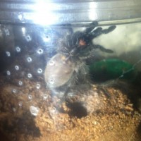 Any guess on sex?