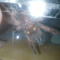 brachypelma klaasi