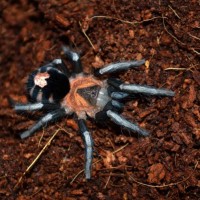 fresh molted cyriocosmus elegance