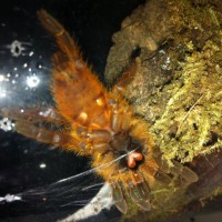 OBT