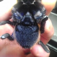 chromatopelma cyanopubescens