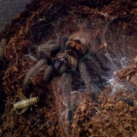 Chromatopelma Cyaneopubescens