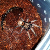 Chromatopelma Cyaneopubescens