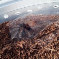 Chromatopelma Cyaneopubescens