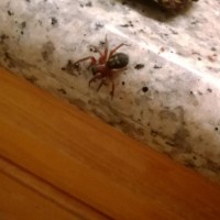 unkown spider in Vancouver, BC