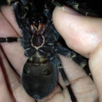 Brachypelma smithi