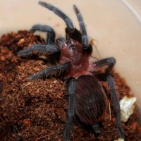 Brachypelma vagans