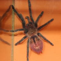 Thrixopelma ockerti