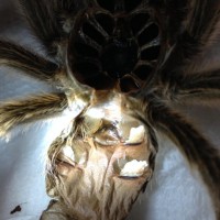 rosehair molt