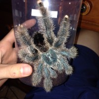 Avicularia metallica