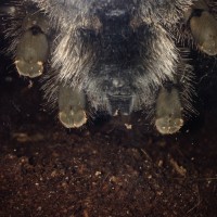 Avicularia metallica