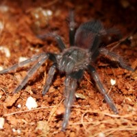 Brachypelma smithi sling