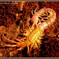 Scolopendra dehaani