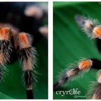 MORTICIA - B. Smithi