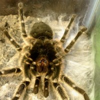 Grammostola Molt