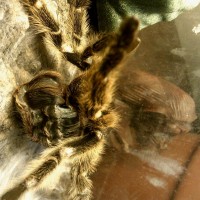 Grammostola Molt