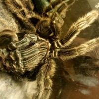 Grammostola Molt