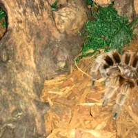 Grammostola rosea