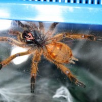 P. murinus ls 7cm