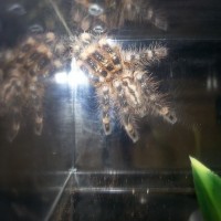 Poecilotheria what now?