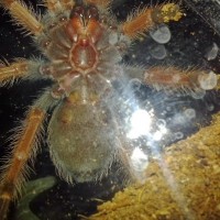 B.boehmei juvie