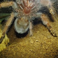 B.boehmei juvie