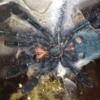 1" Avicularia versicolor