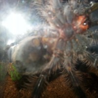 B. albopilosum 3 inch+ juvie