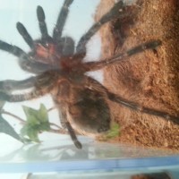 B. albopilosum 3 inch+ juvie