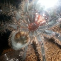 B. albopilosum 3inch juvie