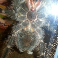 Lasiodora parahybana 5inch juvie