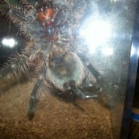 B albopilosum 3in+ juvie