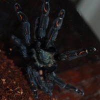 Psalmopoeus irminia post-molt