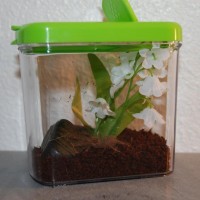 Perfect Spiderling Enclosure