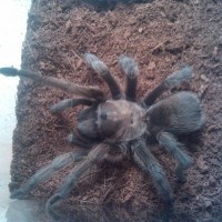 Aphonopelma hentzi or anax?