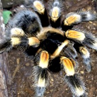 B. Smithi Adult Female