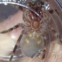 A. geniculata male or female?