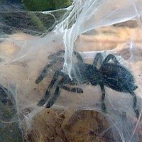 Avicularia Versicolor (7/8" sling)