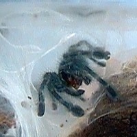 Avicularia Versicolor (7/8" sling)