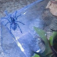 Avicularia Versicolor (7/8" sling)