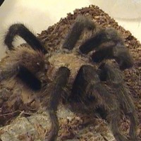 Aphonopelma Hentzi (5+")