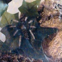 Chromatopelma Cyaneopubescens (1" sling)