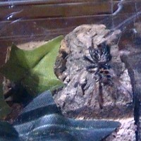 Chromatopelma Cyaneopubescens (1" sling)