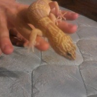 My Leopard Gecko