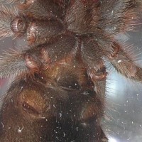 Grammostola alticeps