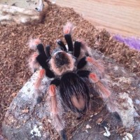 B.Boehmei