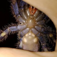 poecilotheria metallica ventral sexing