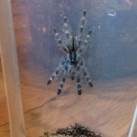 Freshly molted 1.5 inch p.regalis